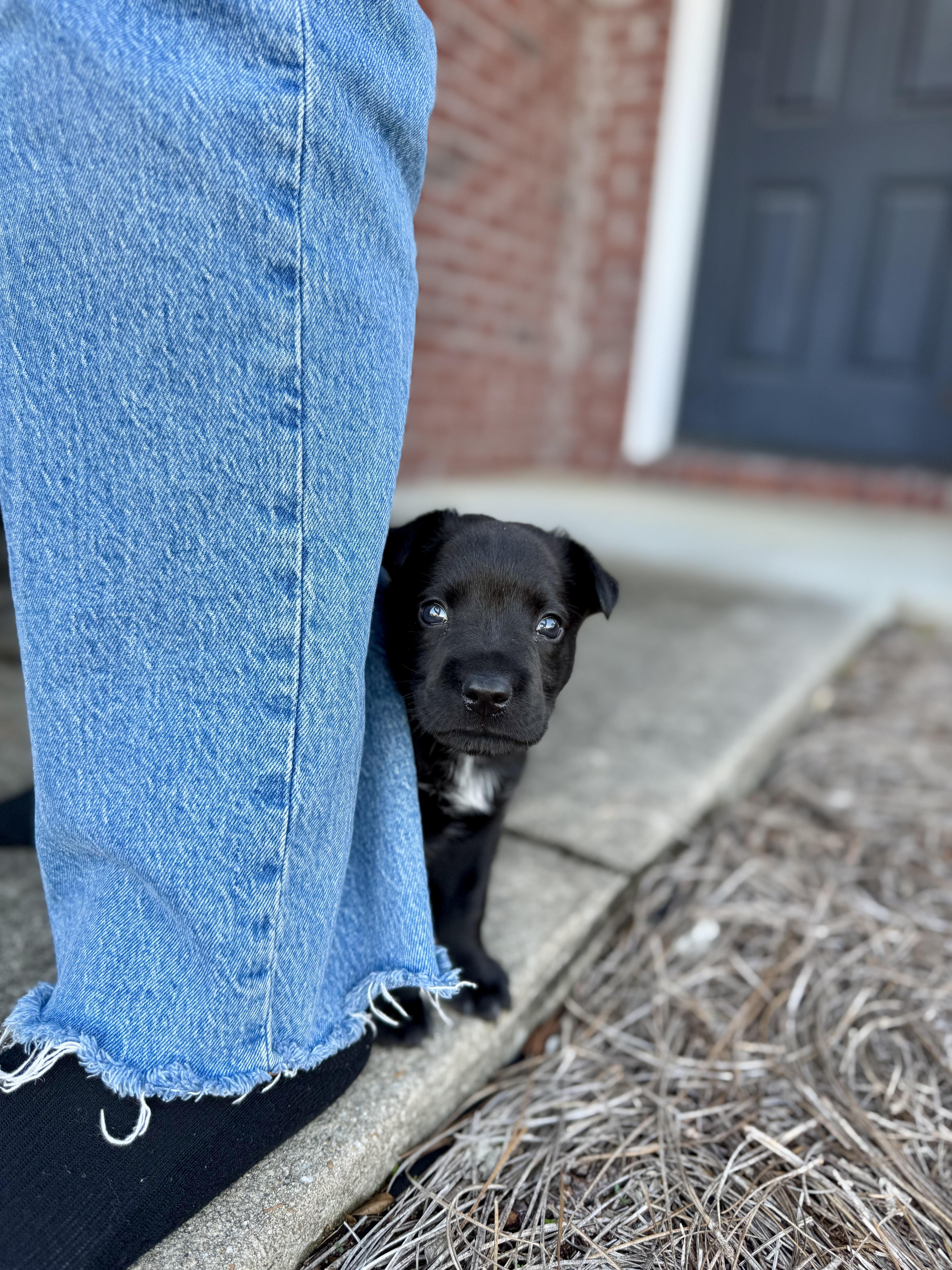 Enlarge Stennis, an adopted mixed breed in Mount Meigs, AL image 5/6