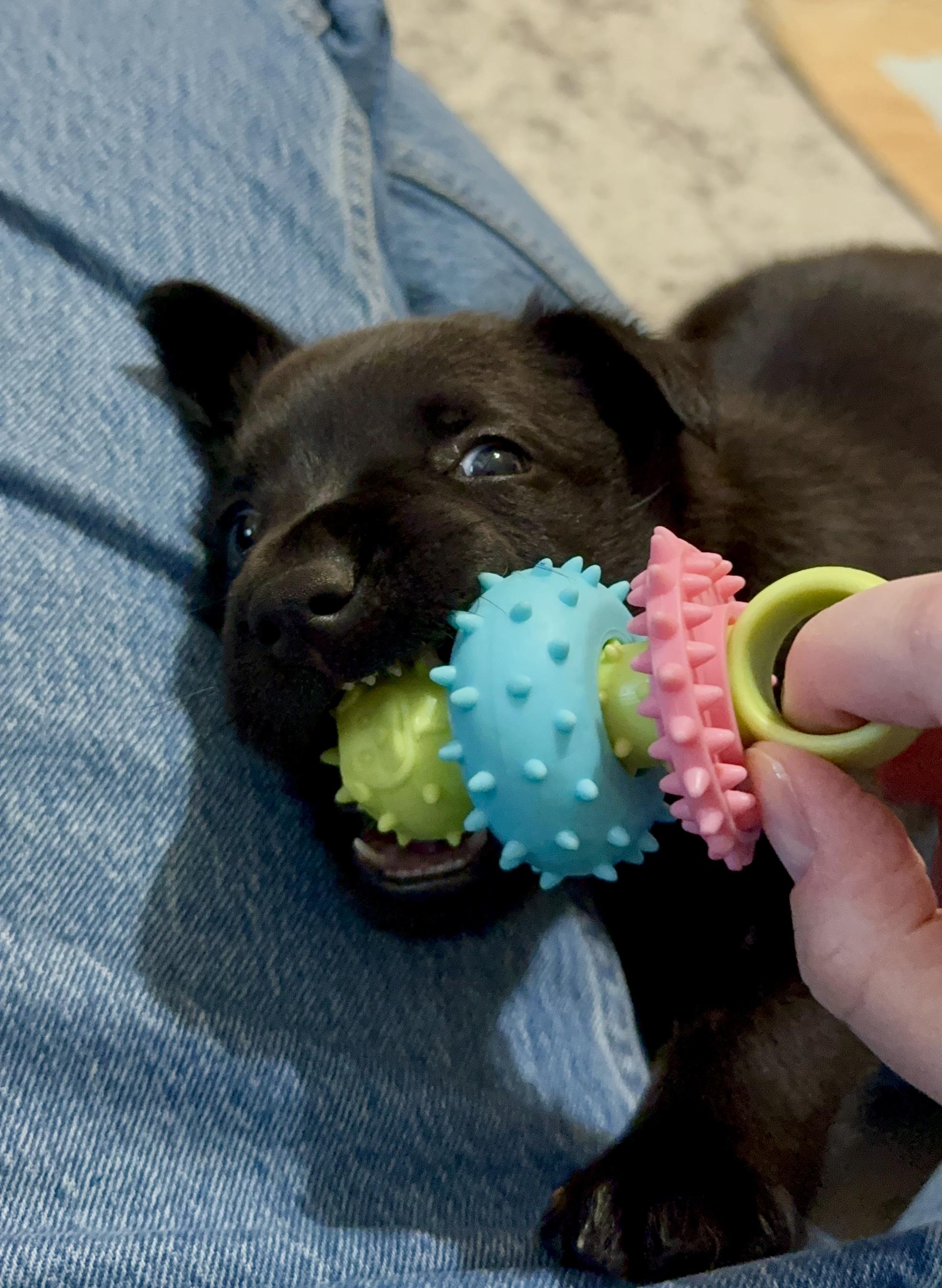 Enlarge Stennis, an adopted mixed breed in Mount Meigs, AL image 6/6