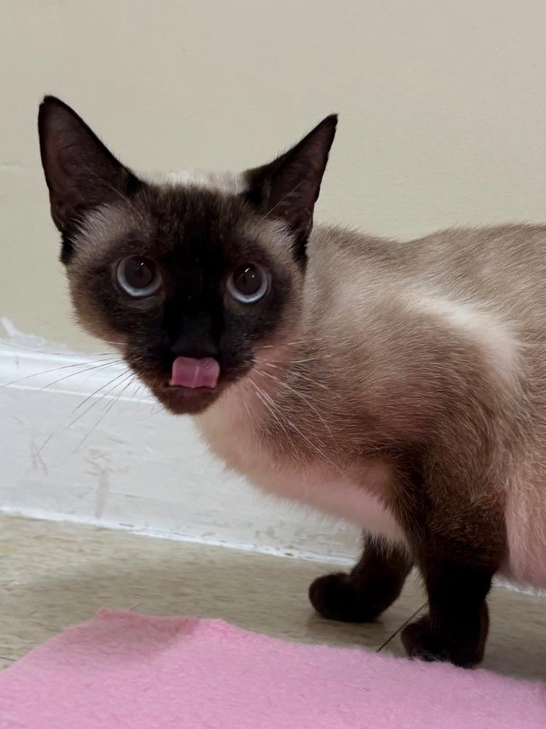 Viti, a Adoptable Siamese in Fall River, MA image 1/4