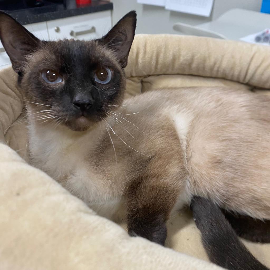 Viti, a Adoptable Siamese in Fall River, MA image 2/4