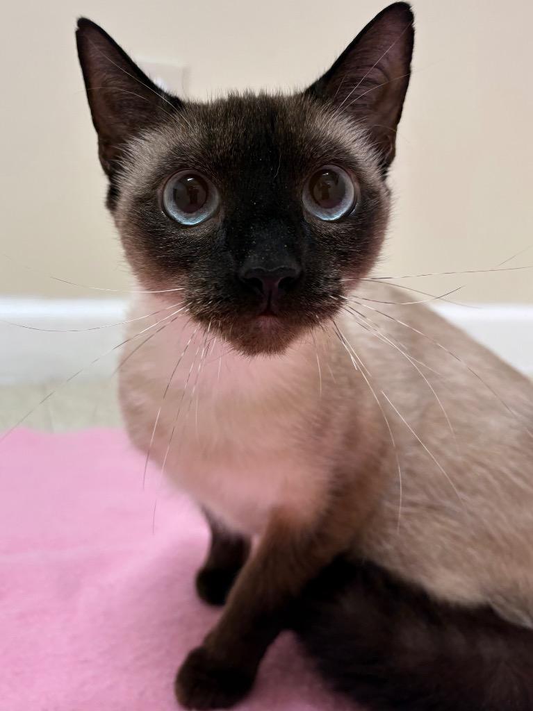 Viti, a Adoptable Siamese in Fall River, MA image 3/4