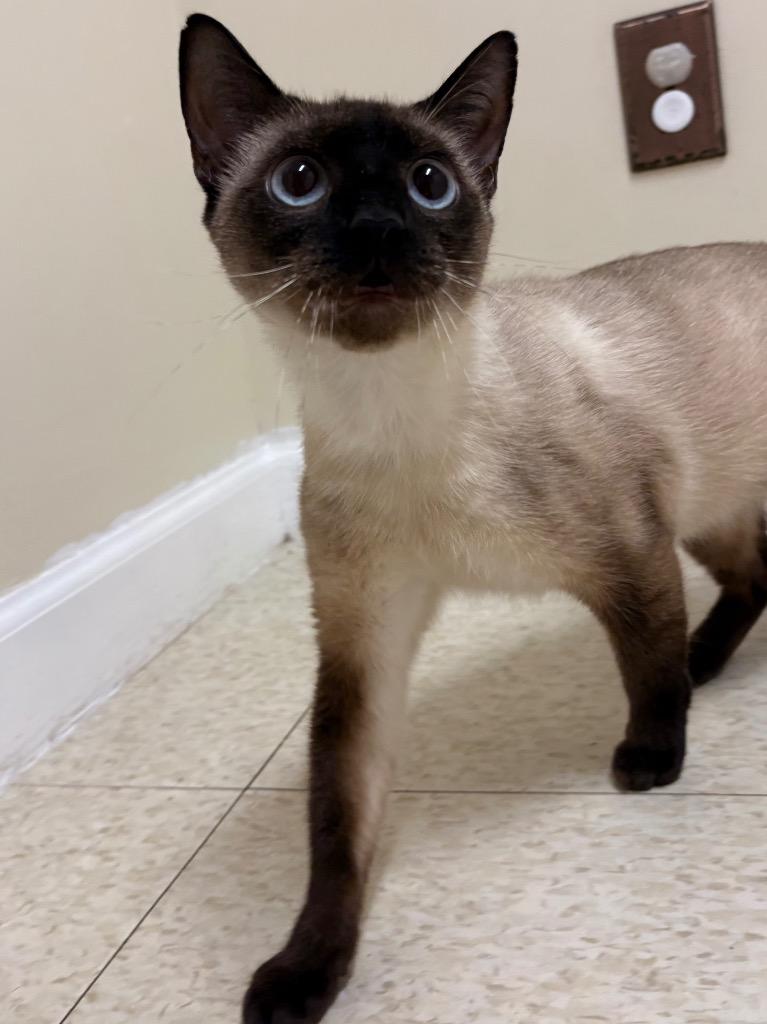 Viti, a Adoptable Siamese in Fall River, MA image 4/4