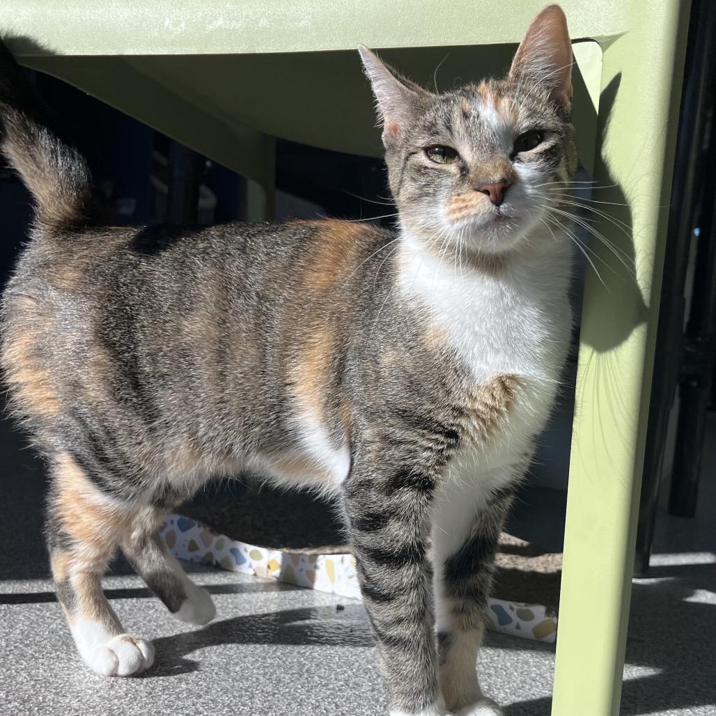 Sherry, a Adoptable mixed breed in Englewood, FL image 2/5