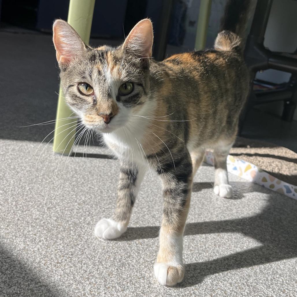 Sherry, a Adoptable mixed breed in Englewood, FL image 3/5