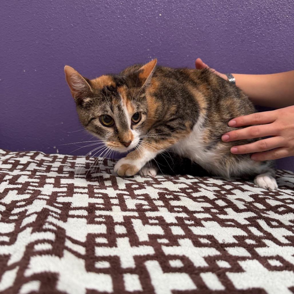 Sherry, a Adoptable mixed breed in Englewood, FL image 5/5