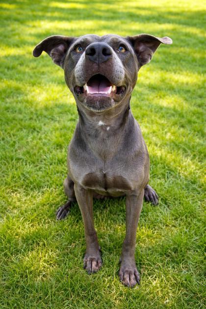 Dune 301-26, Adoptable, Young Female Pit Bull Terrier & Mixed Breed.