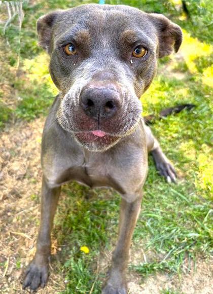 Dune 301-26, a Adoptable mixed breed in Cumming, GA image 2/2