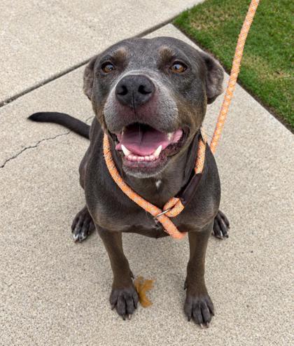 Enlarge Dune 301-26, a Adoptable mixed breed in Cumming, GA image 3/3