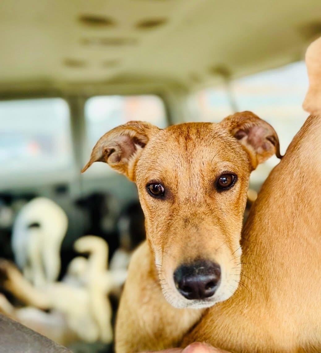 Pirate Ezra, ADOPTABLE, Puppy Male Mixed Breed.