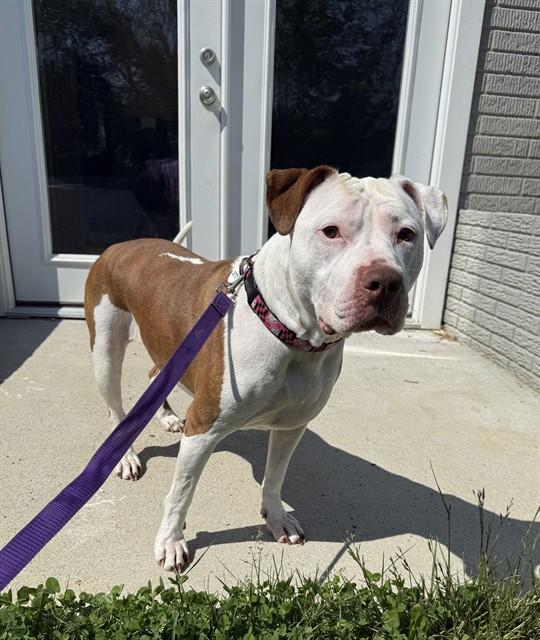 Enlarge GIRL, a Adoptable Pit Bull Terrier in Upper Marlboro, MD image 1/1