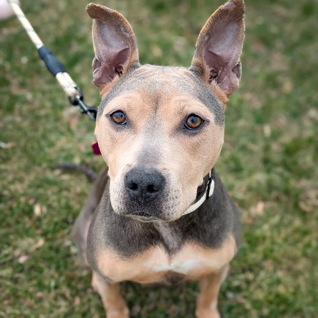 Lovely, an adopted mixed breed in Detroit, MI image 4/6