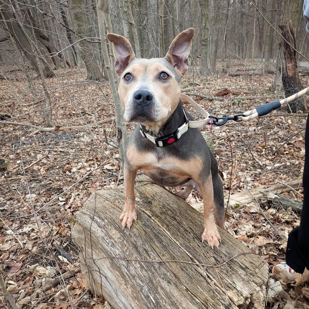 Lovely, an adopted mixed breed in Detroit, MI image 5/6