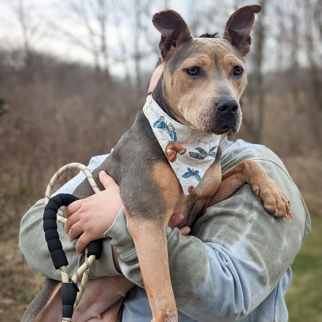 Lovely, an adopted mixed breed in Detroit, MI image 3/6