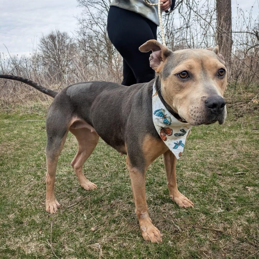 Lovely, an adopted mixed breed in Detroit, MI image 6/6