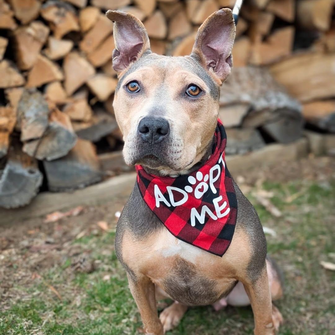 Lovely, adopted, Young Female Pit Bull Terrier.