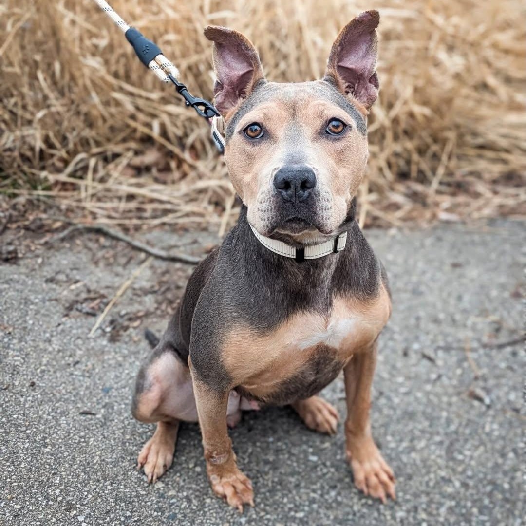 Lovely, an adopted mixed breed in Detroit, MI image 2/6