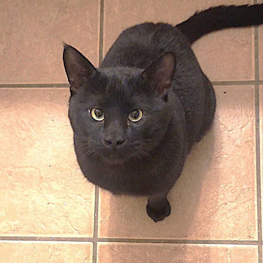 Timur (massively large chunker of a cat), adopted, Adult Male American Shorthair.