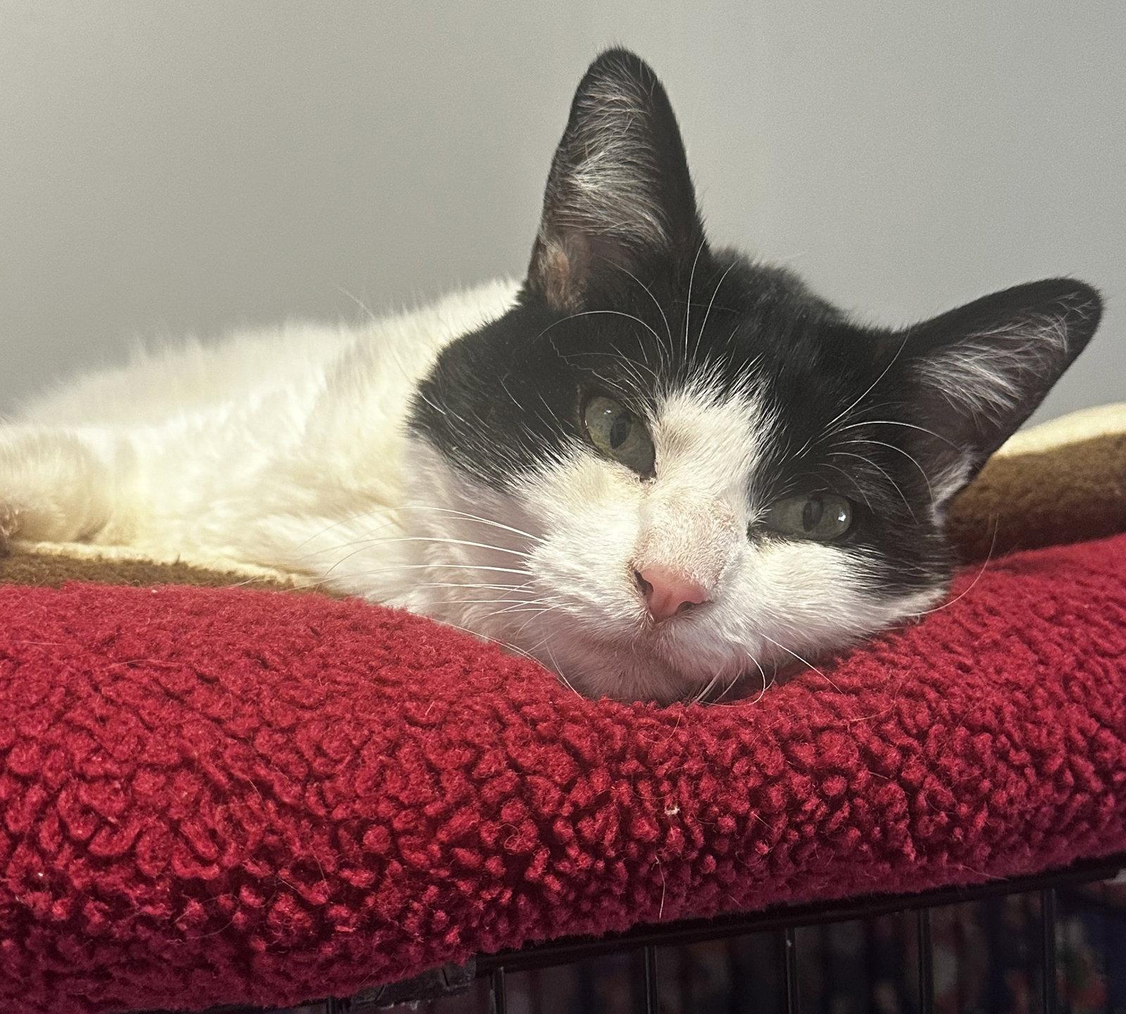 Miss Pickles, a Adopted mixed breed in San Jose, CA image 1/3