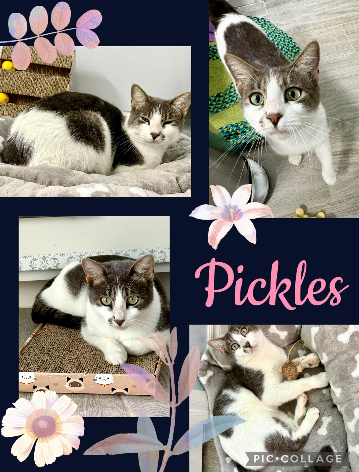 PICKLES, an adoptable Tabby in Lawton, OK, 73505 | Photo Image 1