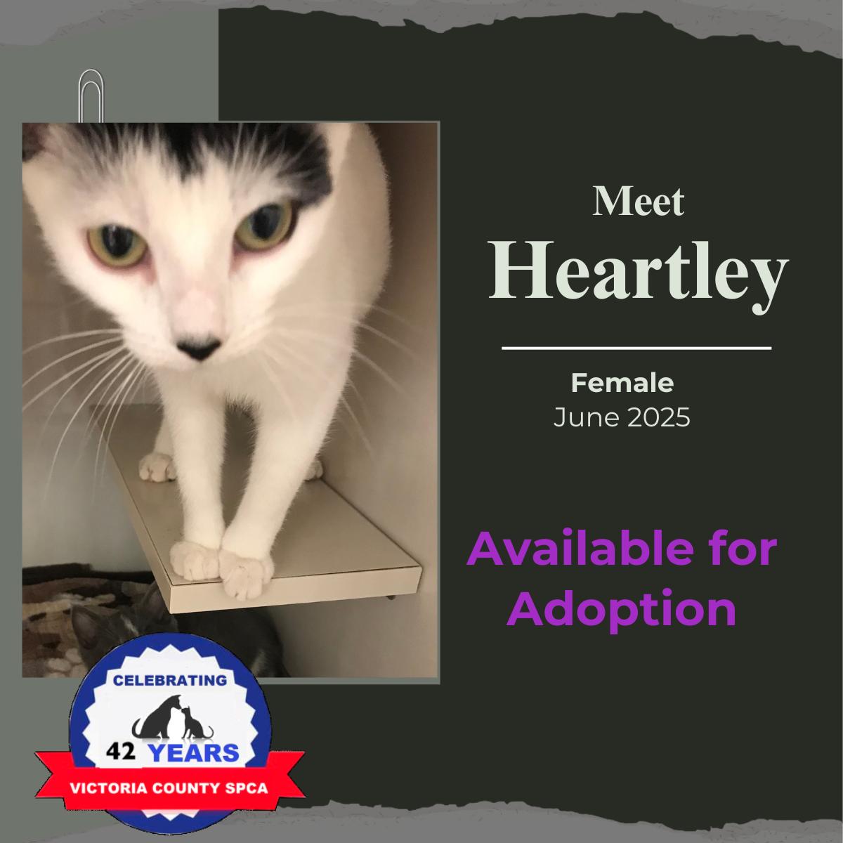 Heartly, ADOPTABLE, Adult Female Domestic Short Hair.
