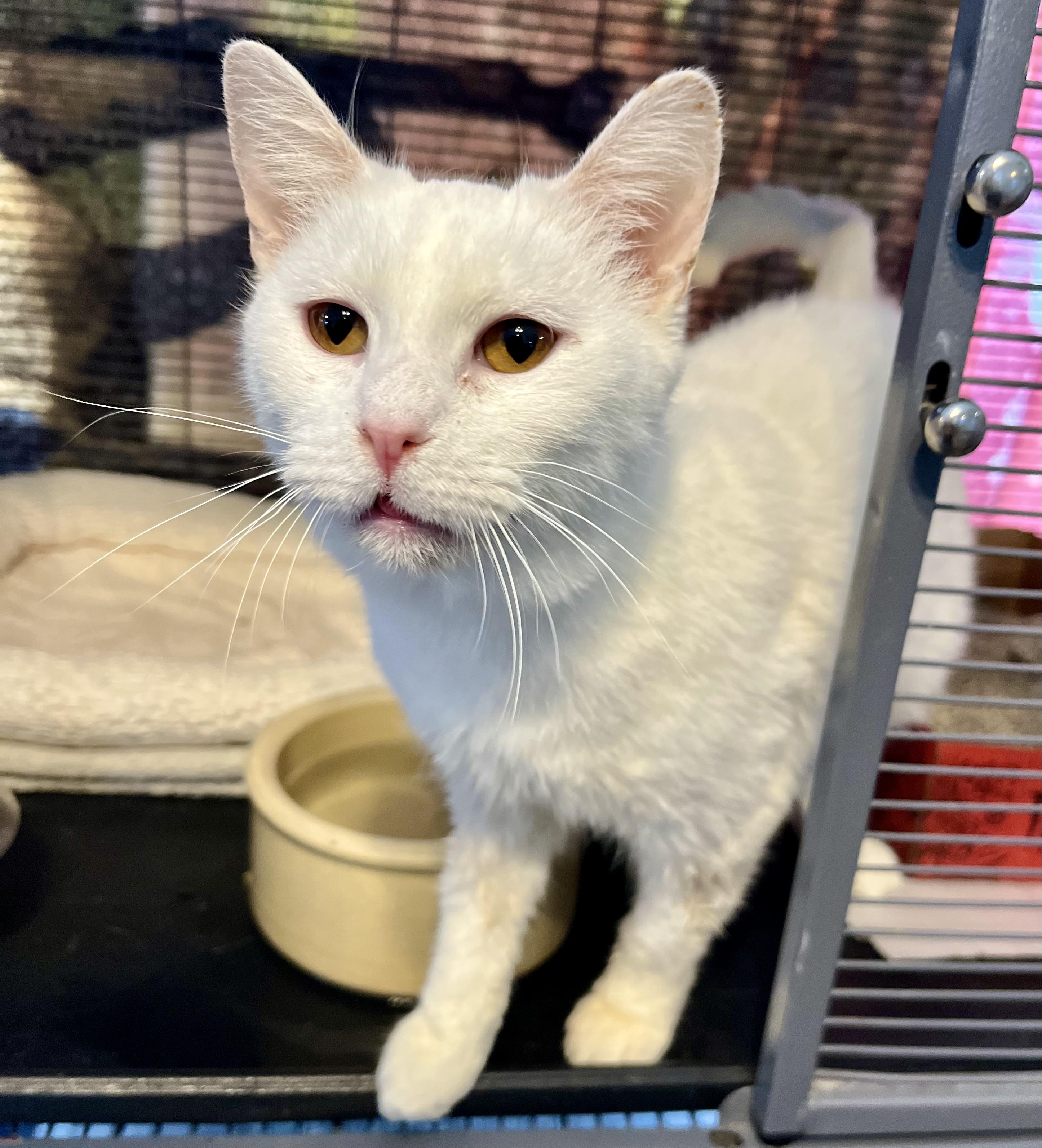Enlarge Snow White, an adoptable Domestic Short Hair in Seville, OH image 2/2
