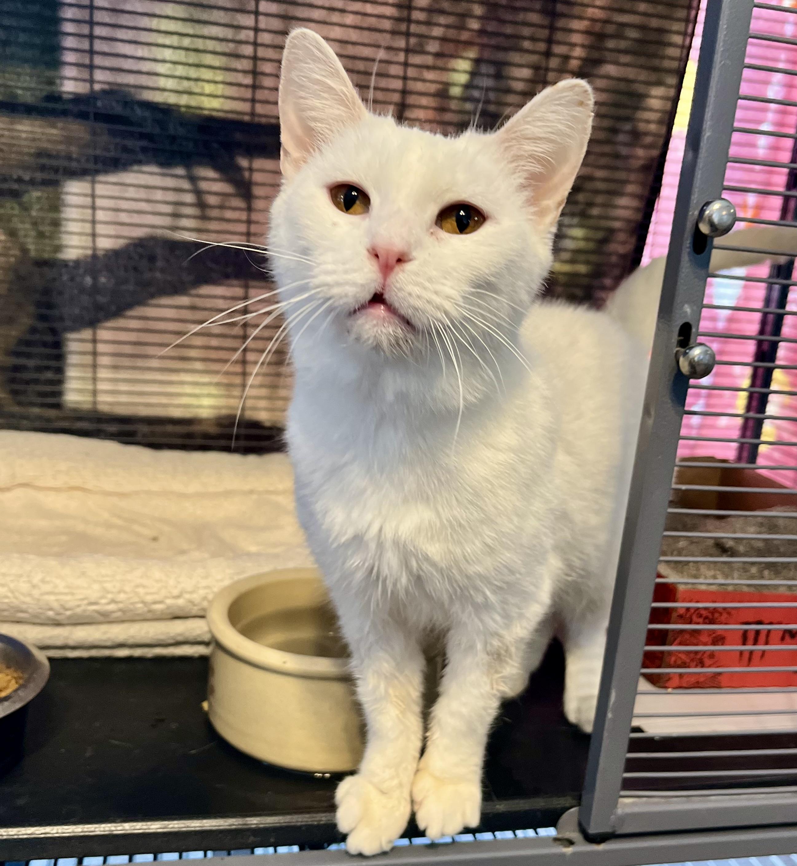 Snow White, adoptable, Adult Female Domestic Short Hair.