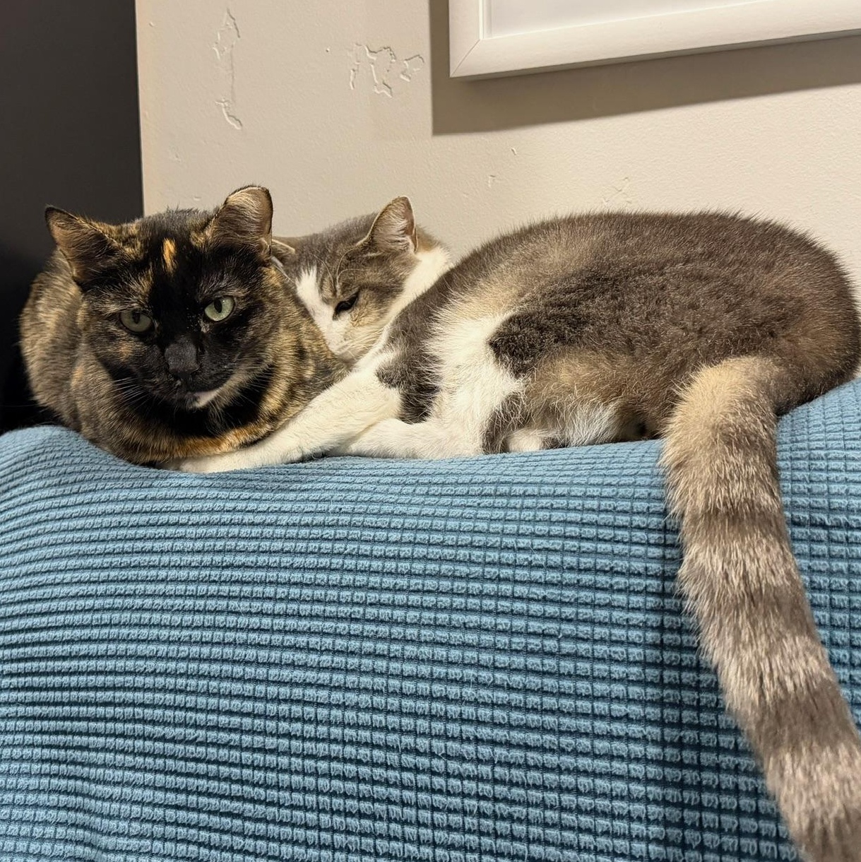 Enlarge Kittenicus and Plum - bonded adults, a ADOPTABLE mixed breed in San Jose , CA image 2/6