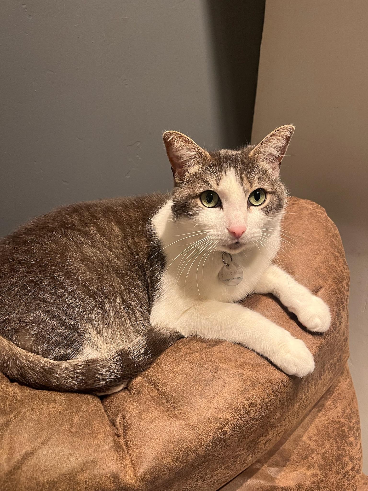 Enlarge Kittenicus and Plum - bonded adults, a ADOPTABLE mixed breed in San Jose , CA image 4/6