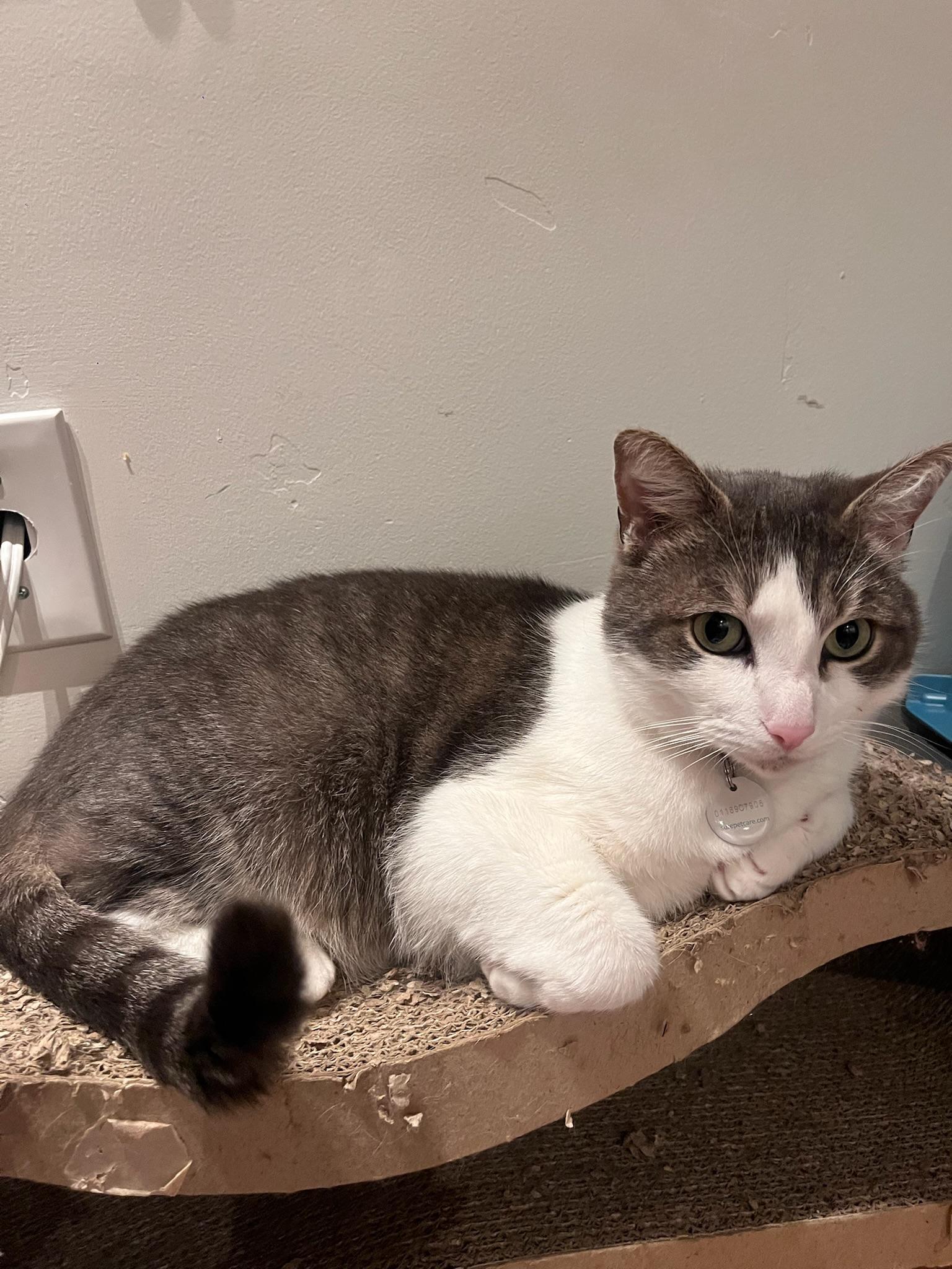 Enlarge Kittenicus and Plum - bonded adults, a ADOPTABLE mixed breed in San Jose , CA image 6/6