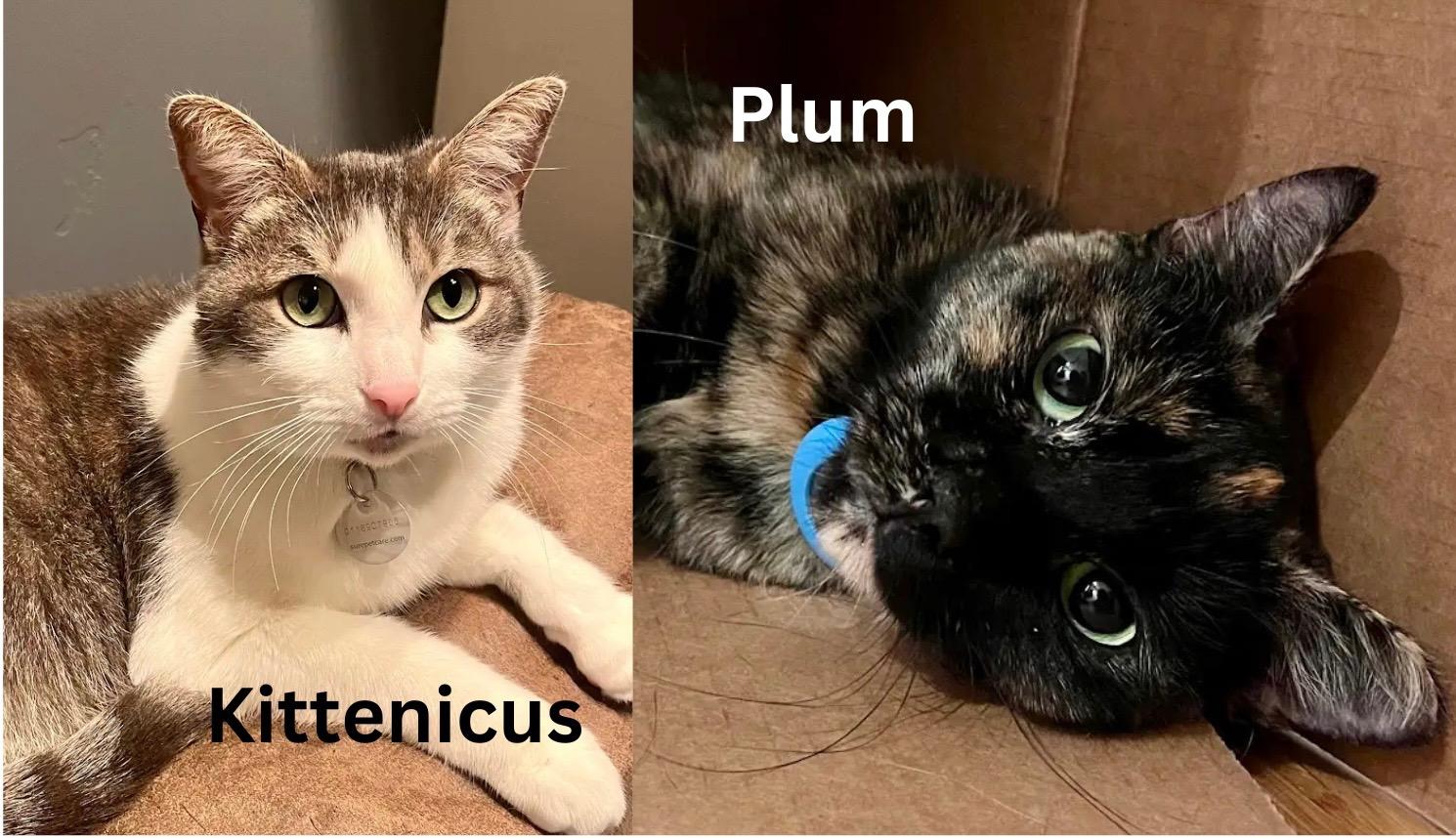 Kittenicus and Plum - bonded adults, Adoptable, Adult Male Tortoiseshell & Domestic Short Hair.