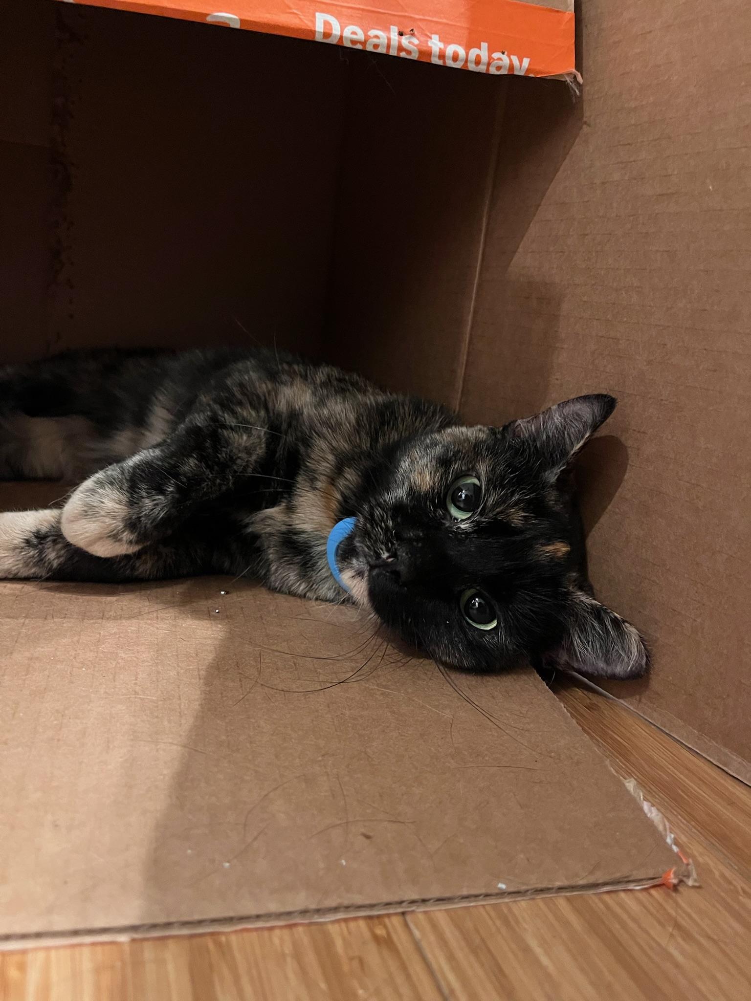 Enlarge Kittenicus and Plum - bonded adults, a ADOPTABLE mixed breed in San Jose , CA image 5/6