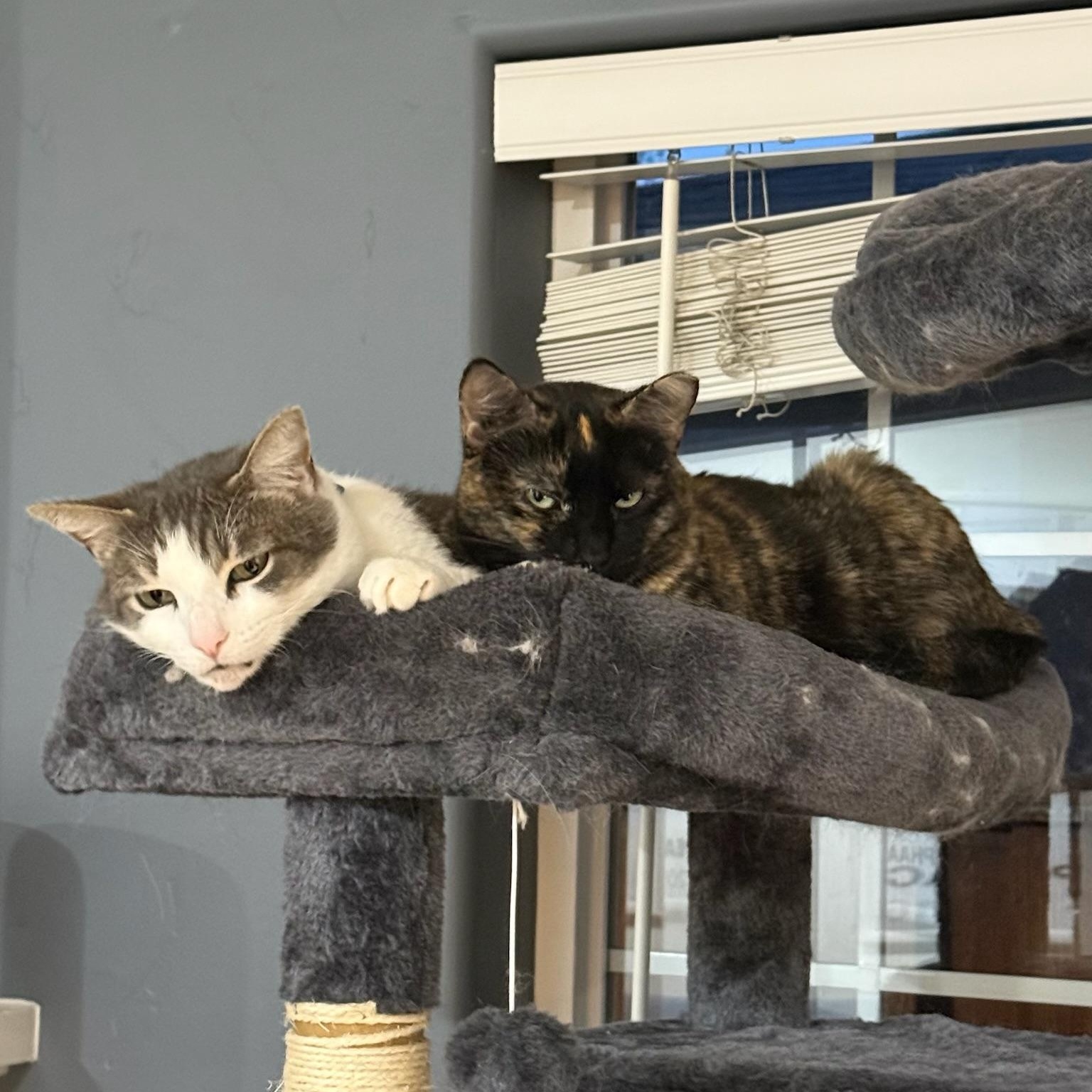 Kittenicus and Plum - bonded adults, ADOPTABLE, Adult Male Tortoiseshell & Domestic Short Hair.