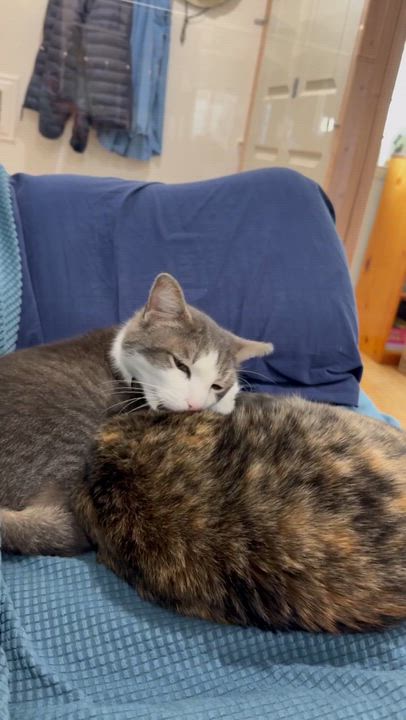 Enlarge Kittenicus and Plum - bonded adults, a ADOPTABLE mixed breed in San Jose , CA video 3/6
