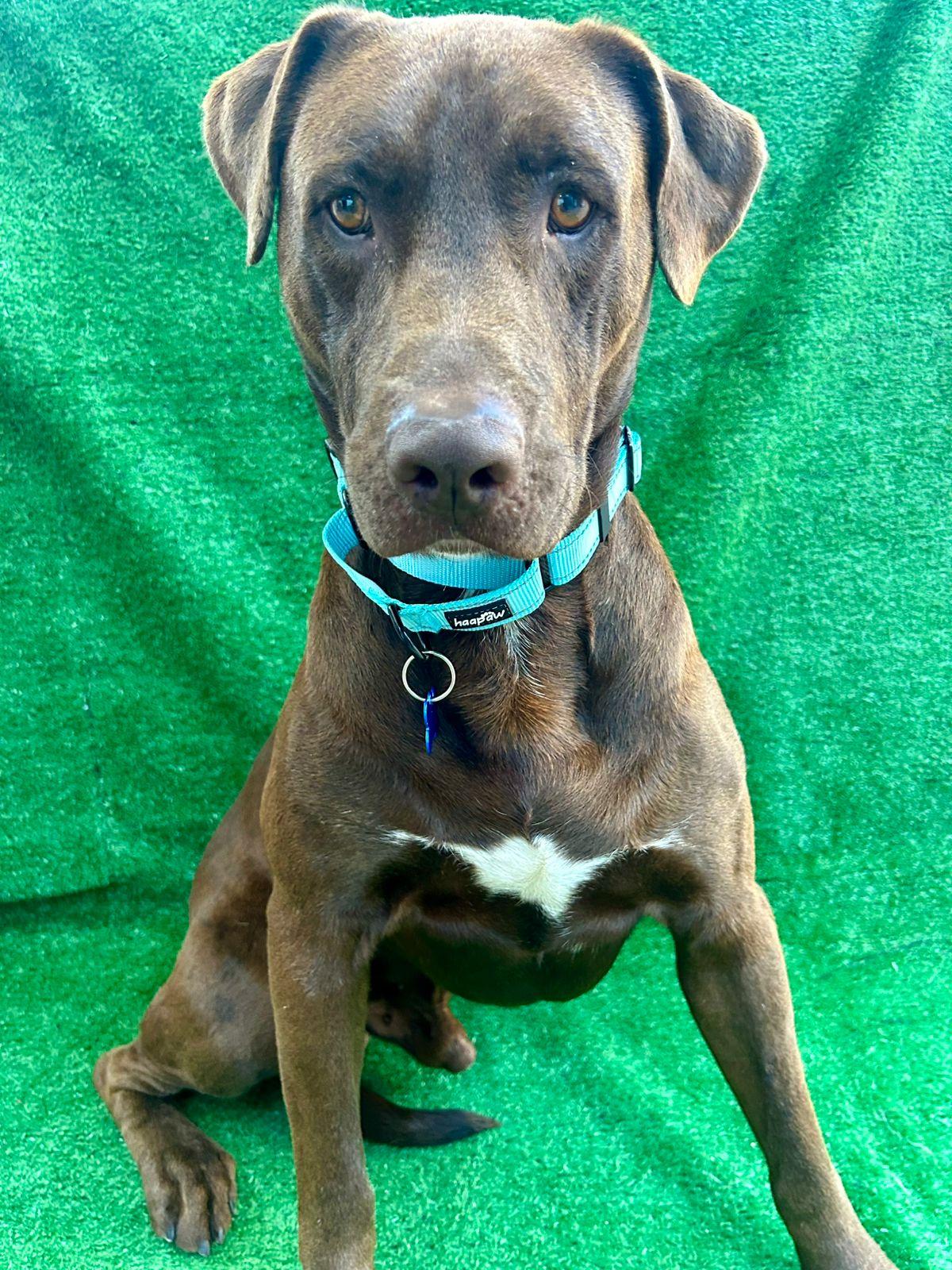 Canelo, a Adopted mixed breed in San Ysidro, CA image 4/6