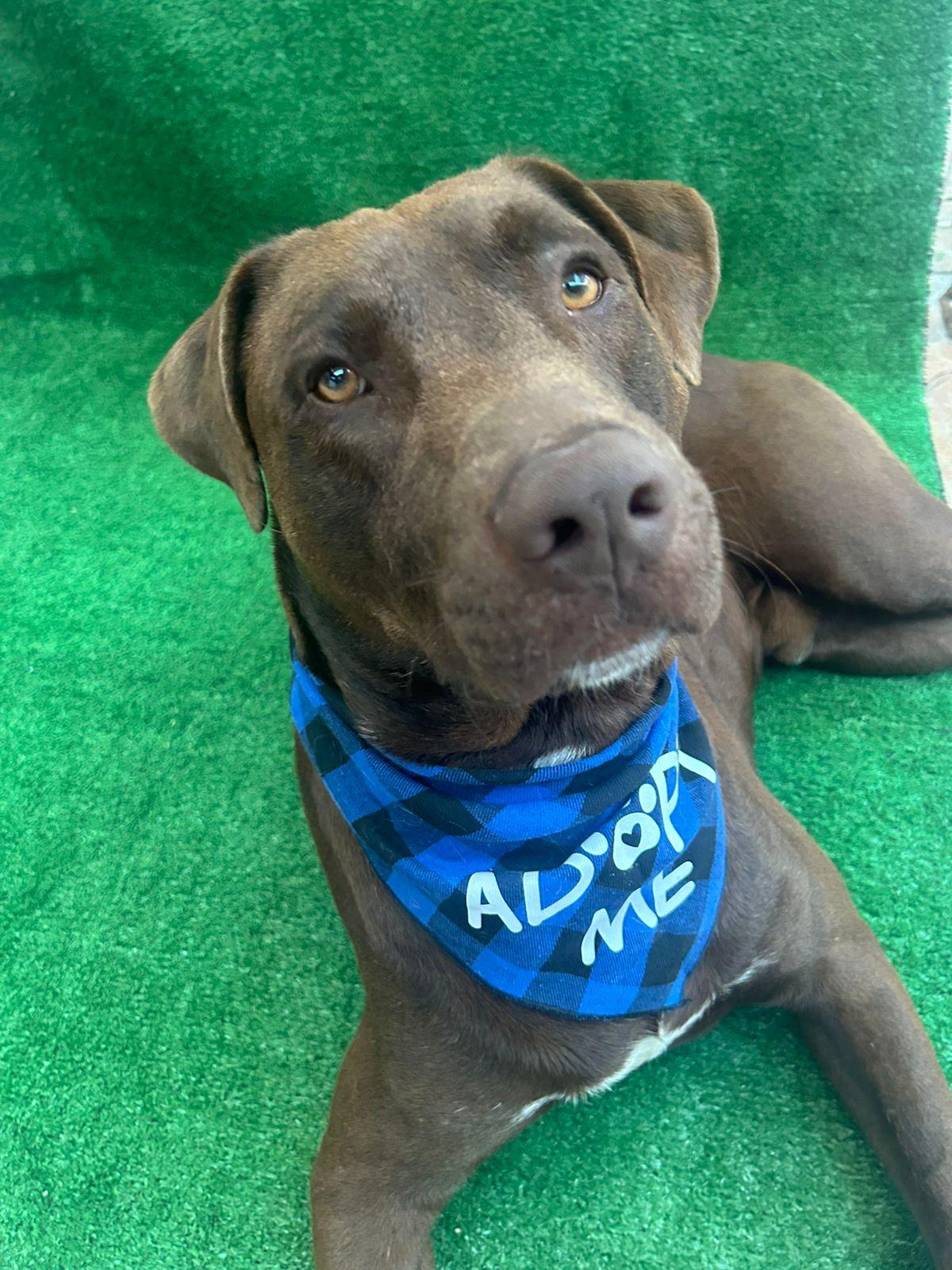 Canelo, Adopted, Adult Male Chocolate Labrador Retriever.