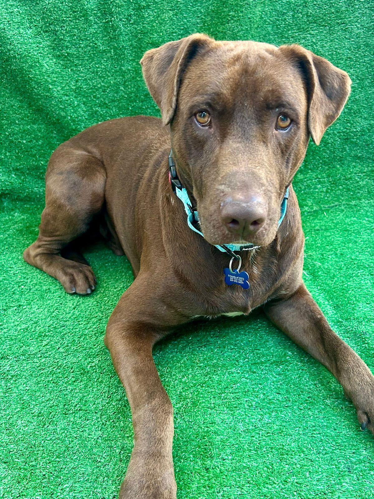 Canelo, a Adopted mixed breed in San Ysidro, CA image 5/6