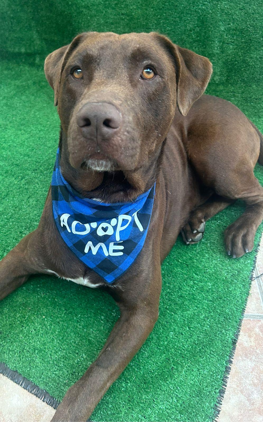 Canelo, a Adopted mixed breed in San Ysidro, CA image 6/6