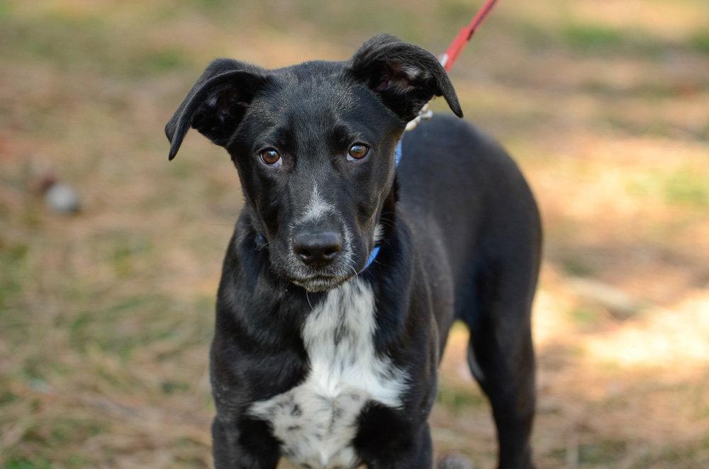 Enlarge Weston, a Adoptable Hound in Brick, NJ image 2/3