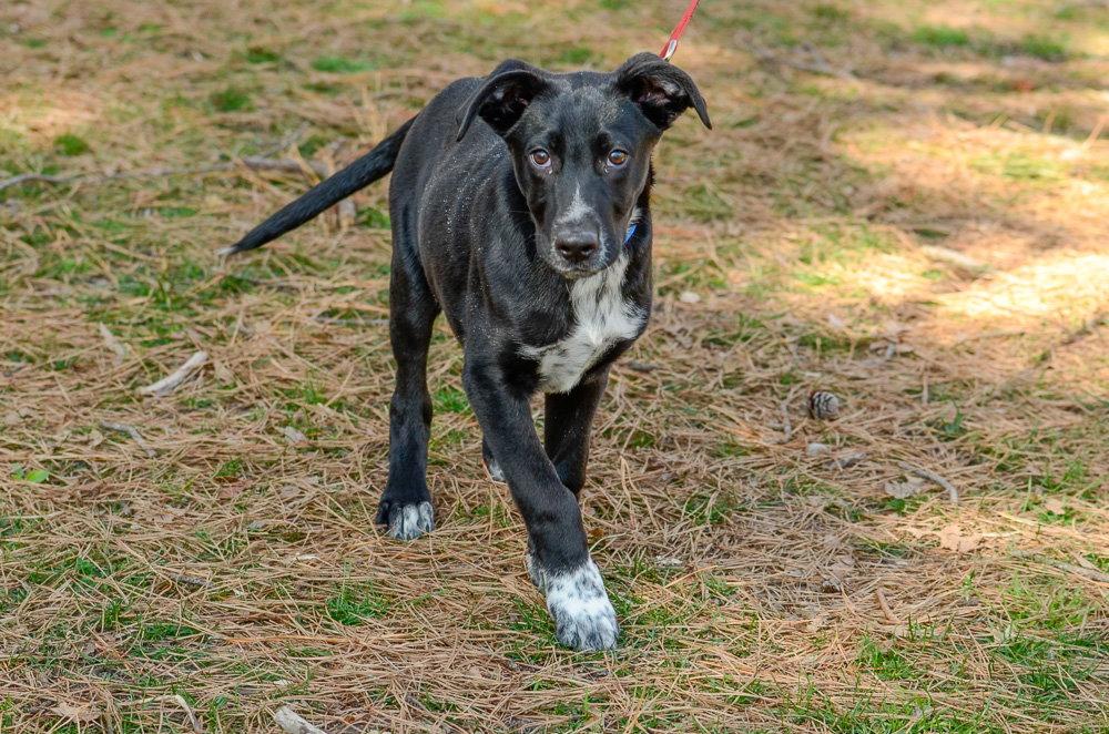 Enlarge Weston, a Adoptable Hound in Brick, NJ image 3/3