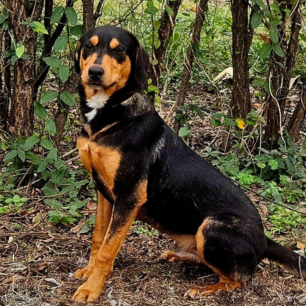 Enlarge Lee, a Adoptable English Coonhound in Perryville, AR image 1/4