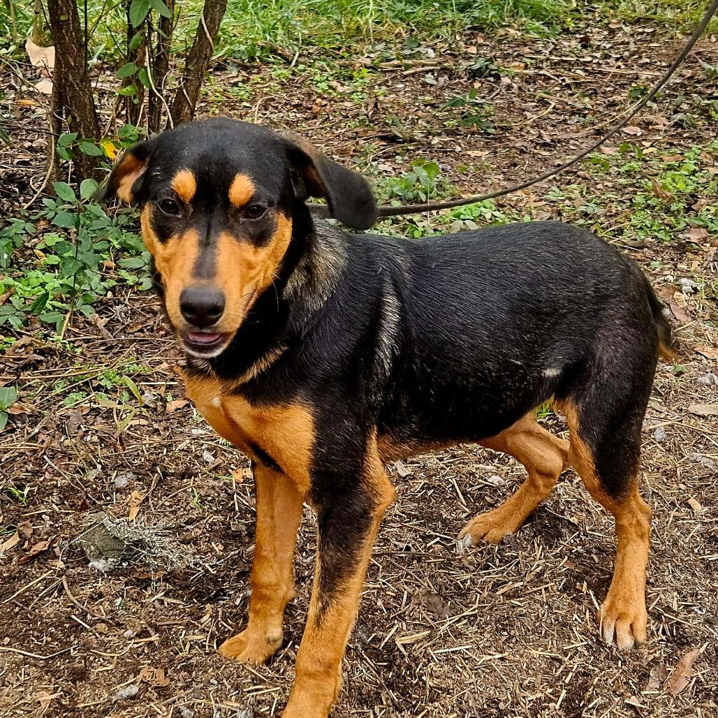 Enlarge Lee, a Adoptable English Coonhound in Perryville, AR image 2/4