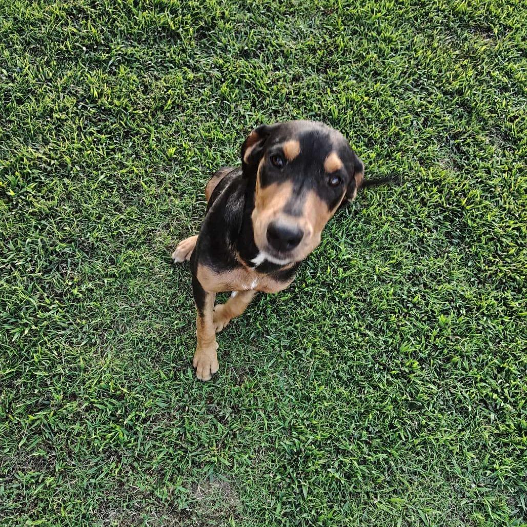 Enlarge Lee, a Adoptable English Coonhound in Perryville, AR image 1/1