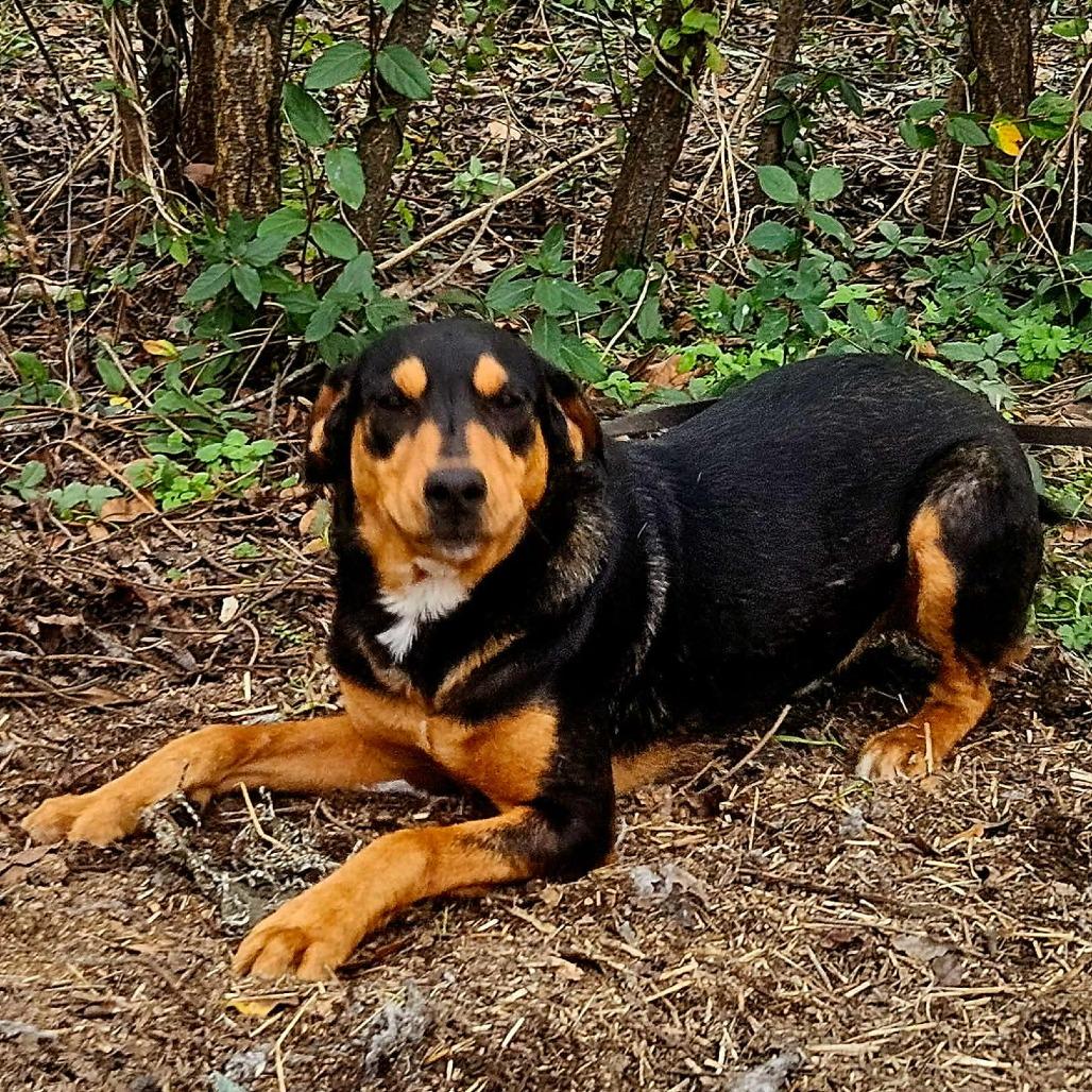 Enlarge Lee, a Adoptable English Coonhound in Perryville, AR image 4/4
