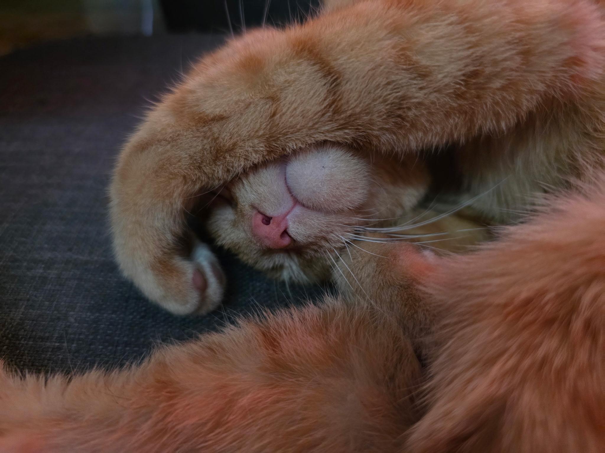 Ashlynn, a ADOPTABLE Domestic Short Hair in Penryn, CA image 2/3