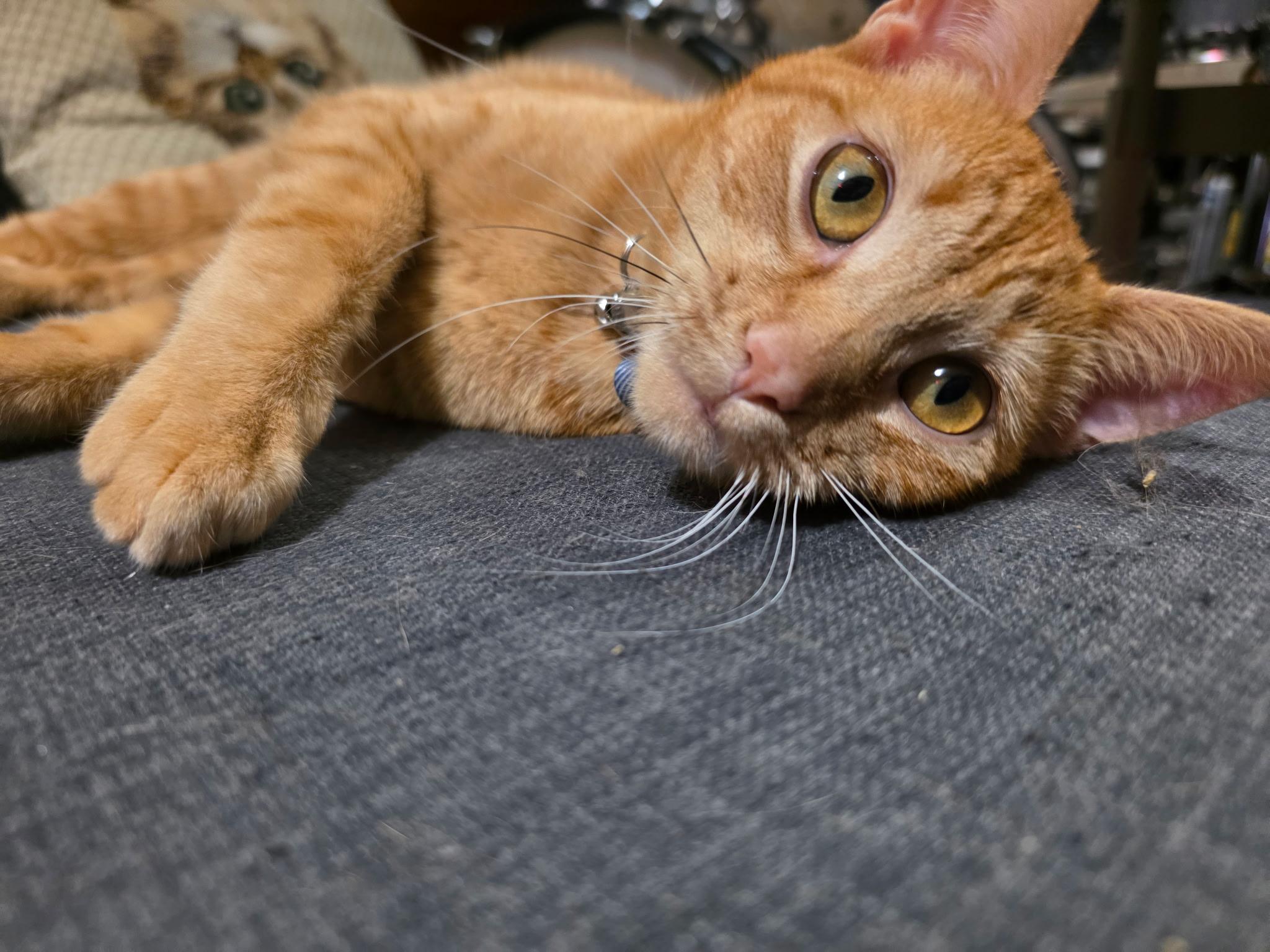 Ashlynn, ADOPTABLE, Young Female Domestic Short Hair.