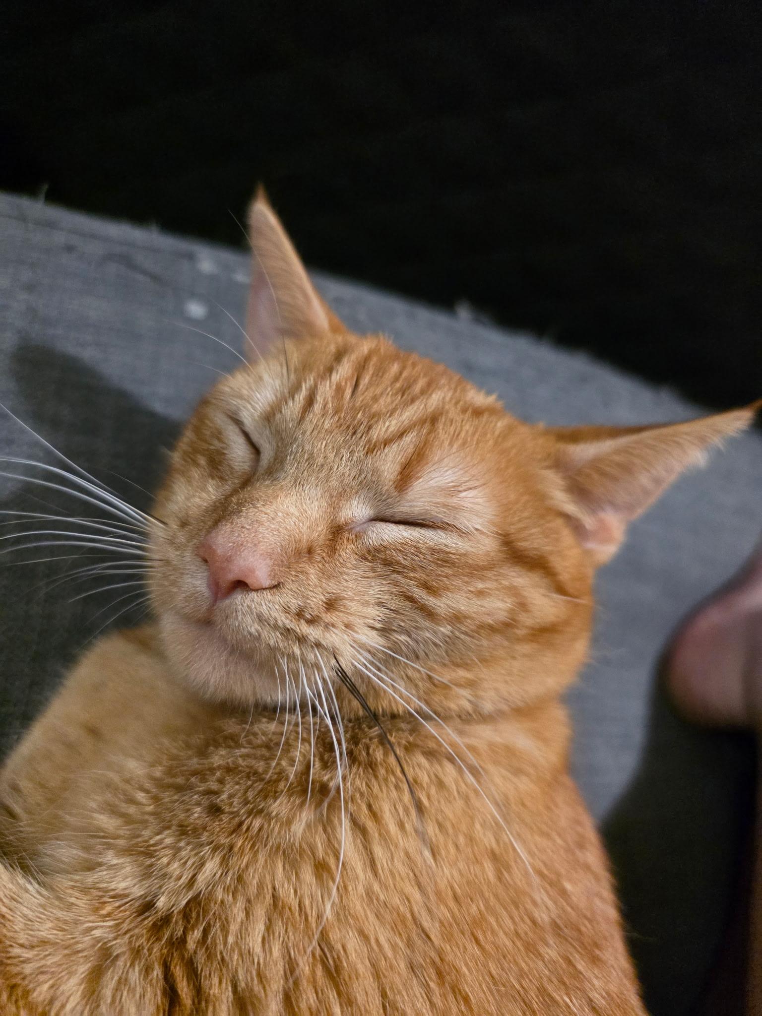 Ashlynn, a ADOPTABLE Domestic Short Hair in Penryn, CA image 3/3