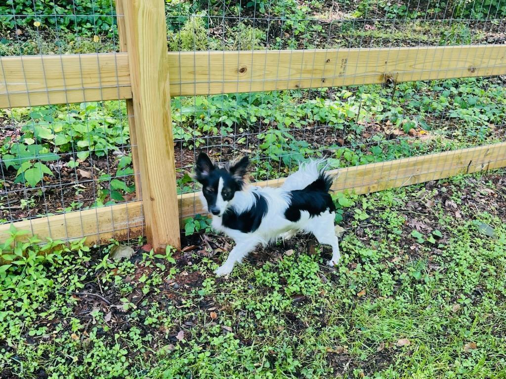 Enlarge Rio, a Adoptable mixed breed in Greenville, SC image 2/2