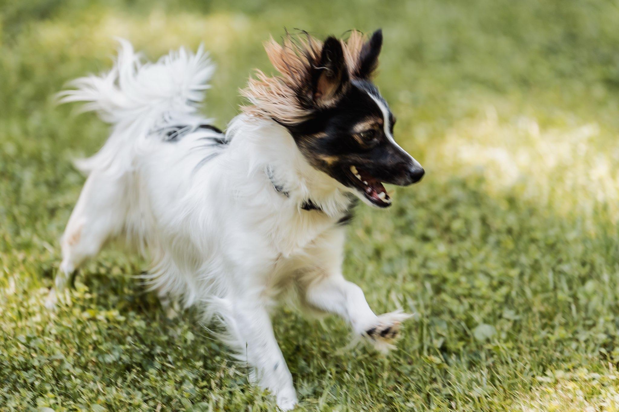 Rio, Adoptable, Young Male Pomeranian & Chihuahua.
