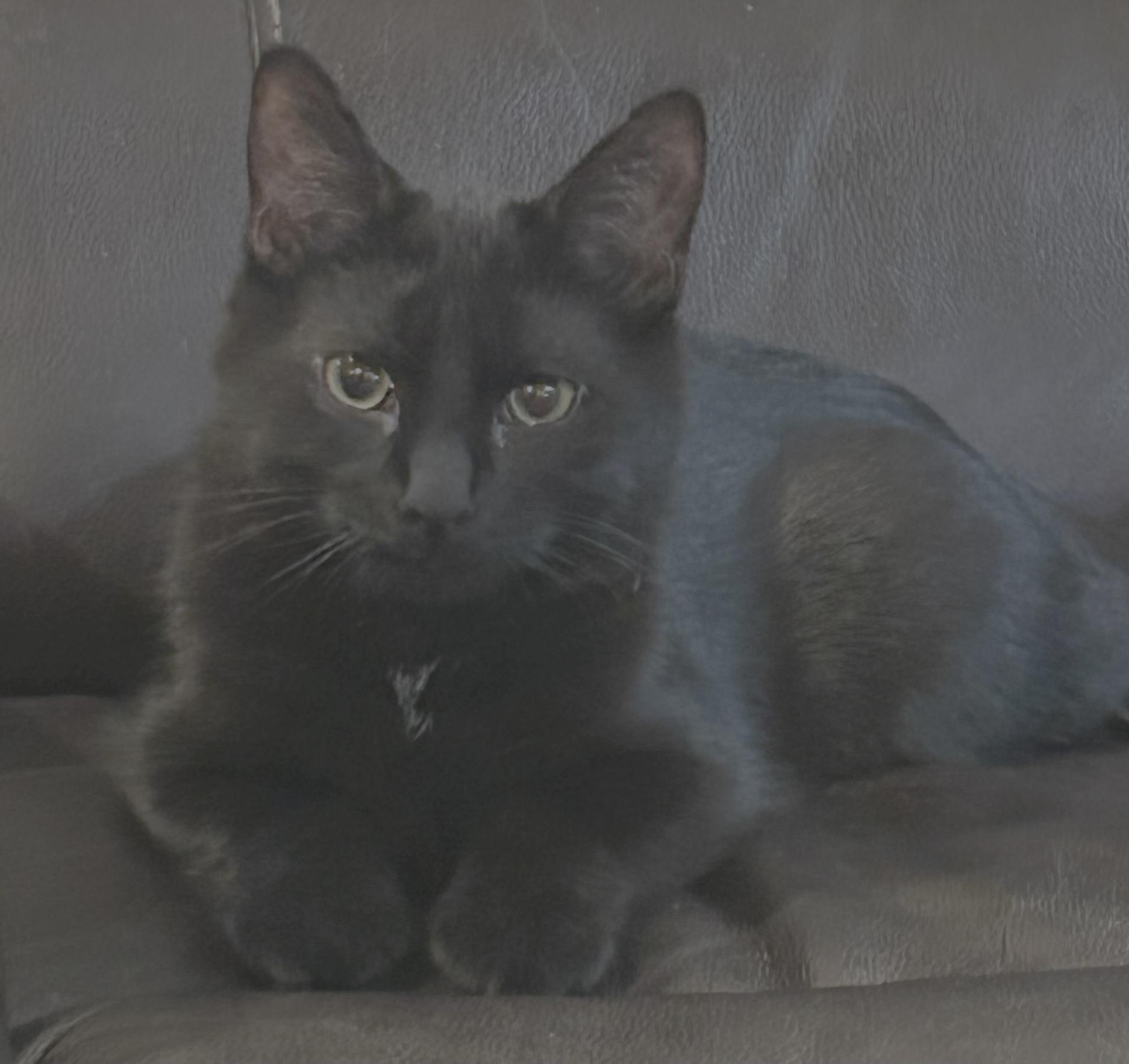 Enlarge Seal, a ADOPTABLE Domestic Short Hair in Hatley, WI image 1/3