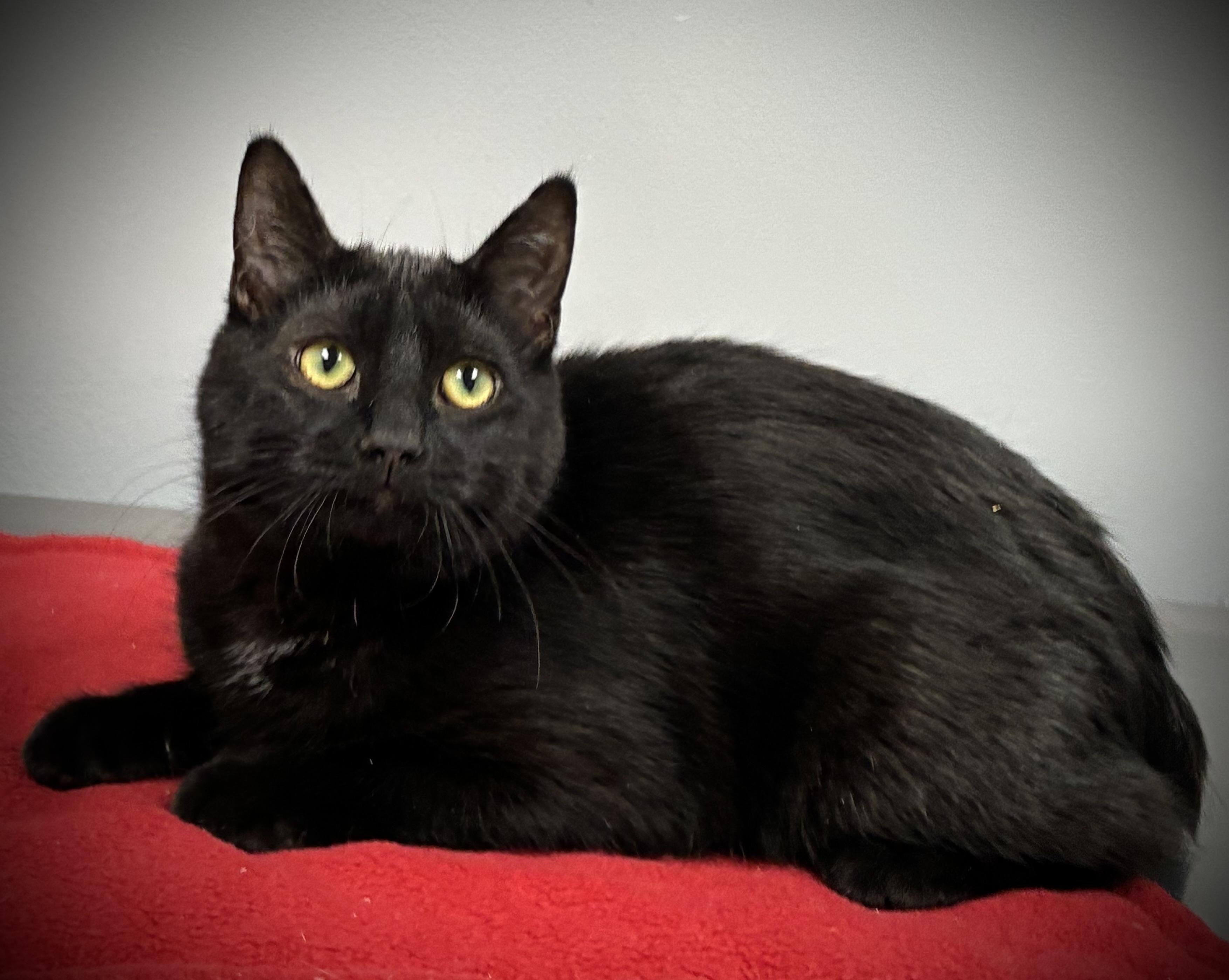 Enlarge Seal, a ADOPTABLE Domestic Short Hair in Hatley, WI image 2/3
